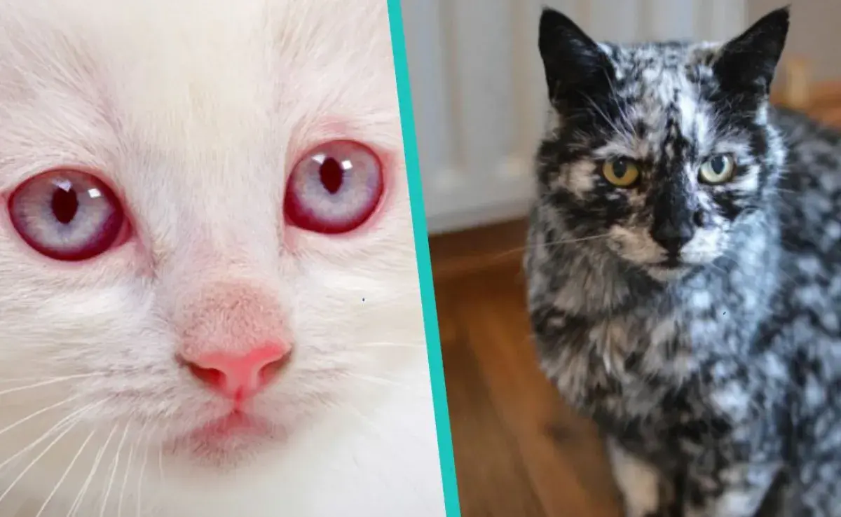 5 colores diferentes de gatos y una curiosidad de cada uno