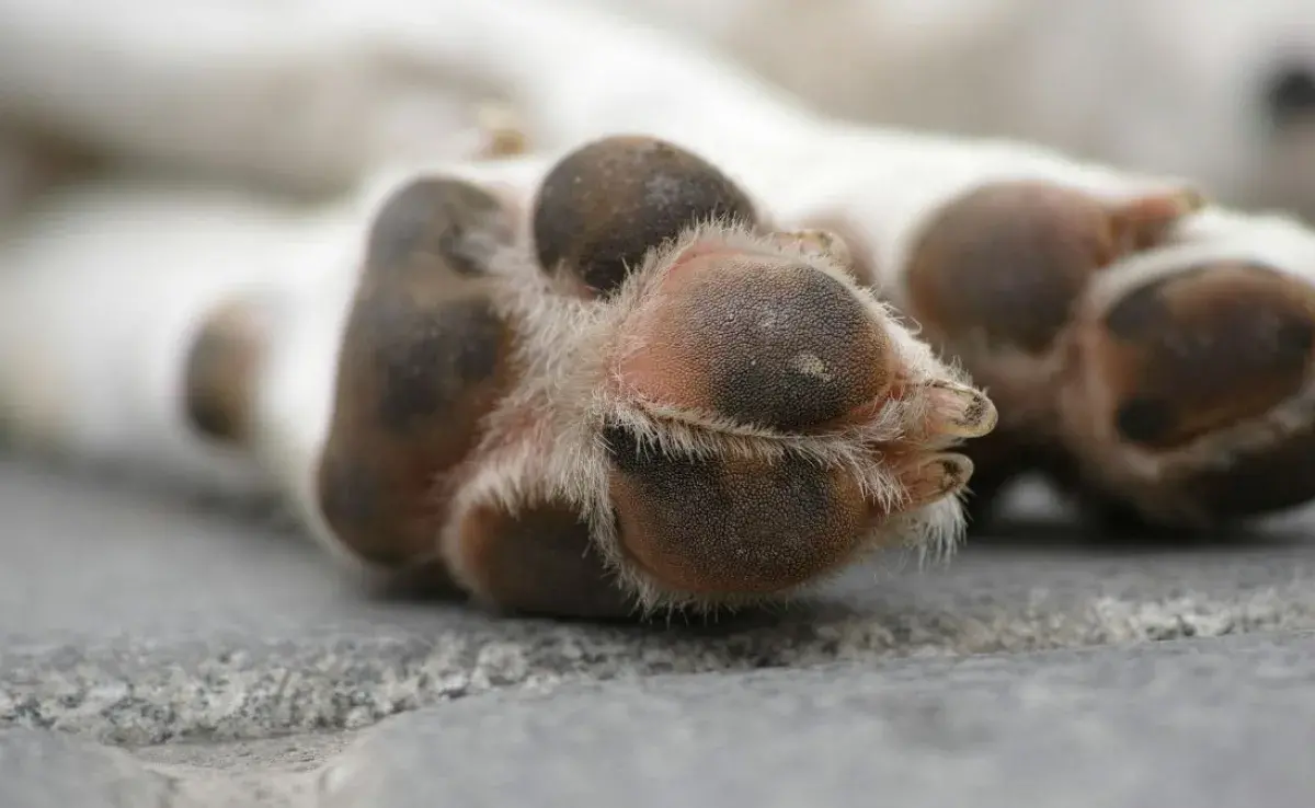Cuando limpies las patas, no olvides los dedos de los pies y las uñas.