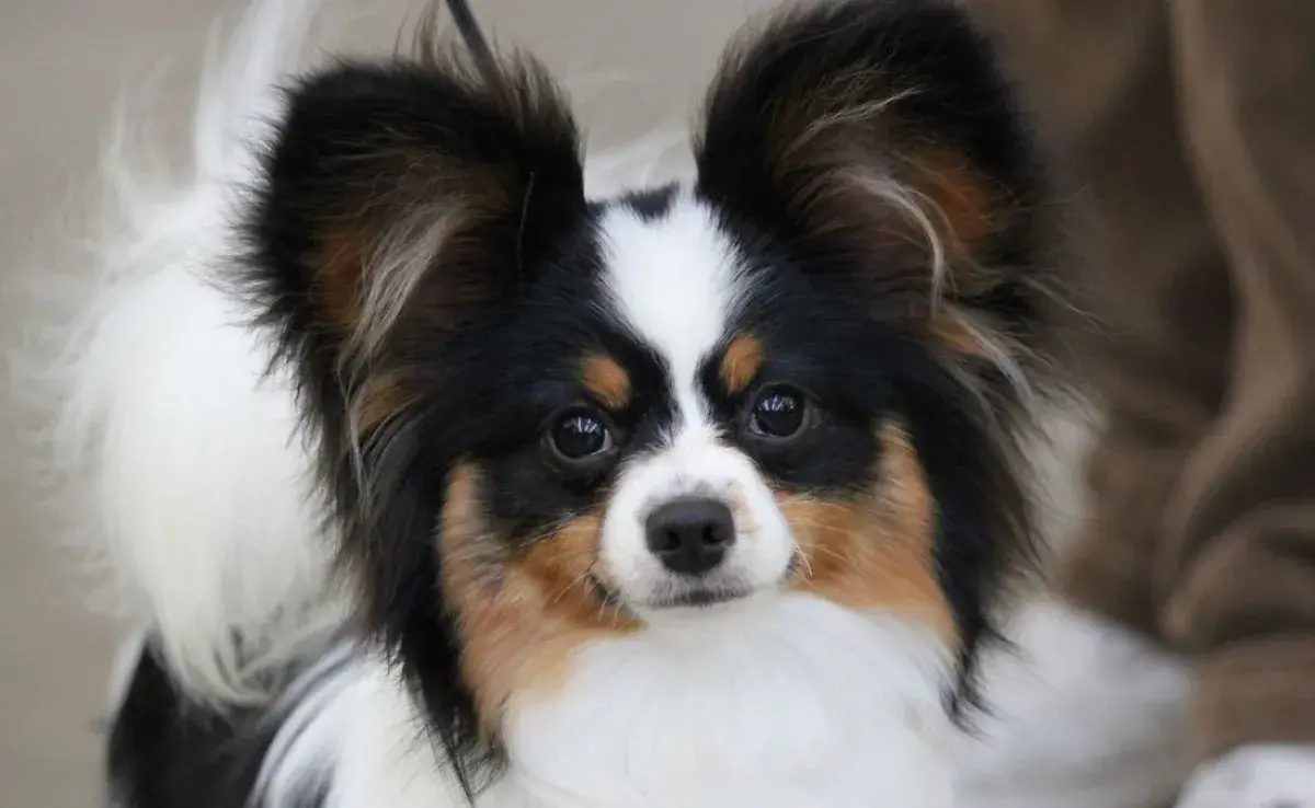 Top 10 perros más inteligentes del mundo
