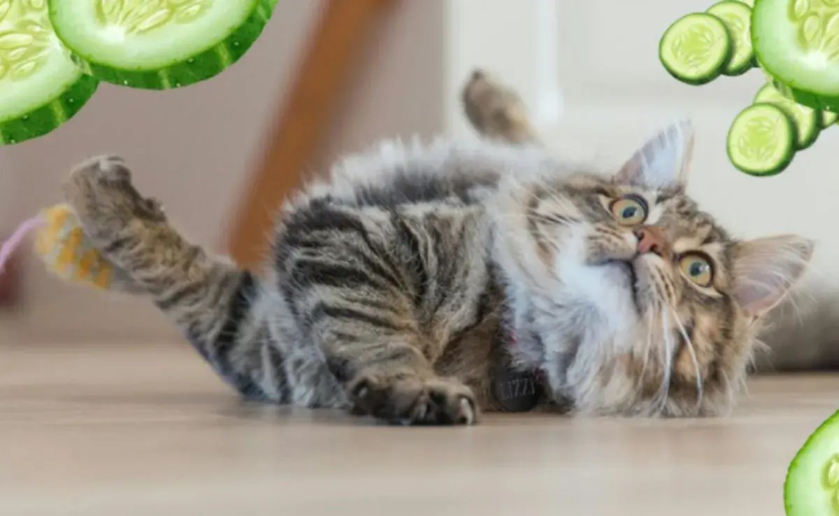 ¿Por qué los gatos se asustan y saltan cuando ven un pepino?