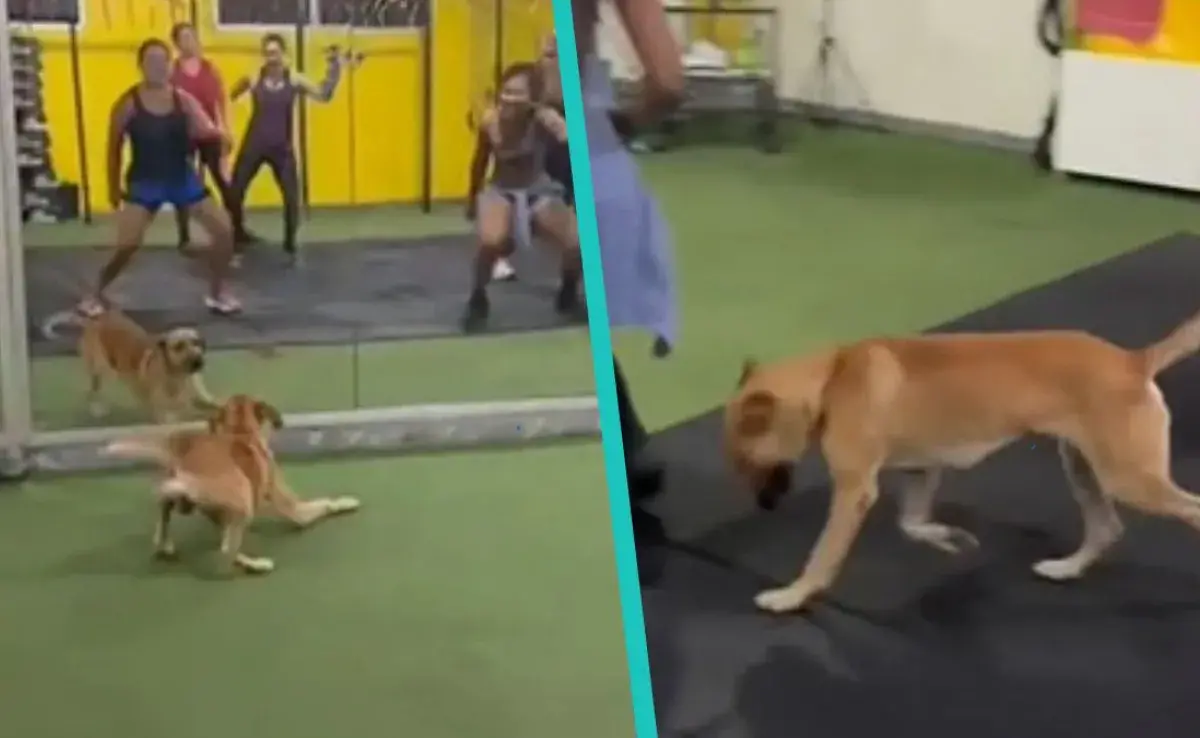 Perro mestizo invade clase de baile y decide mostrar su increíble talento 