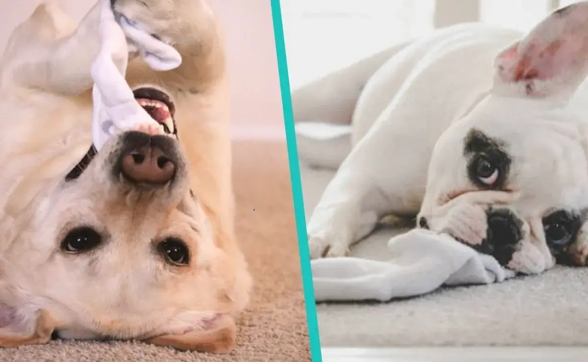 Esta es la razón por la que tu perro muerde tus calcetines