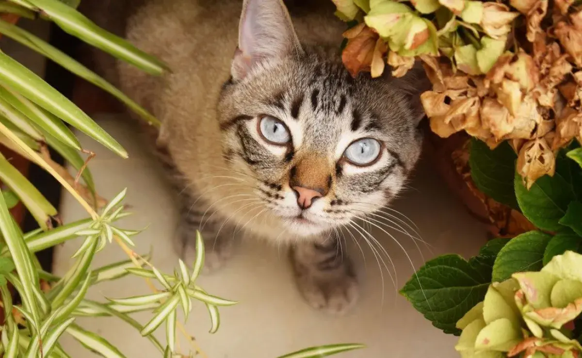 Dependiendo del tipo de planta que tu gato haya ingerido, los primeros signos y síntomas de intoxicación pueden variar mucho