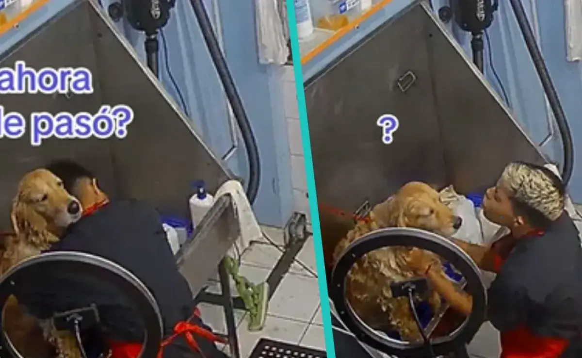  Alex Cárdenas es conocido por bañar perritos y hacer un gran espectáculo al mismo tiempo. 