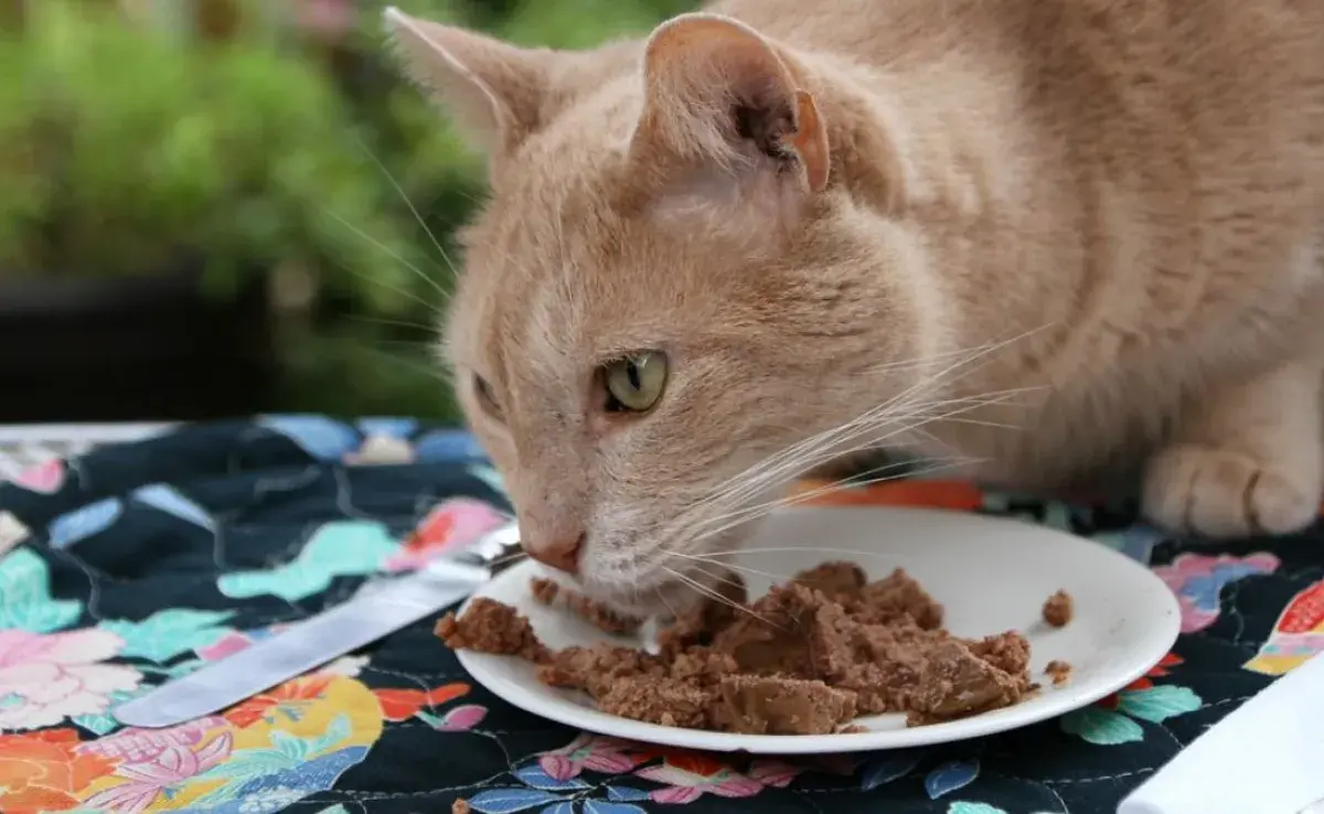 Dar sobres todos los días ayuda a prevenir enfermedades en tu gato, según veterinarios