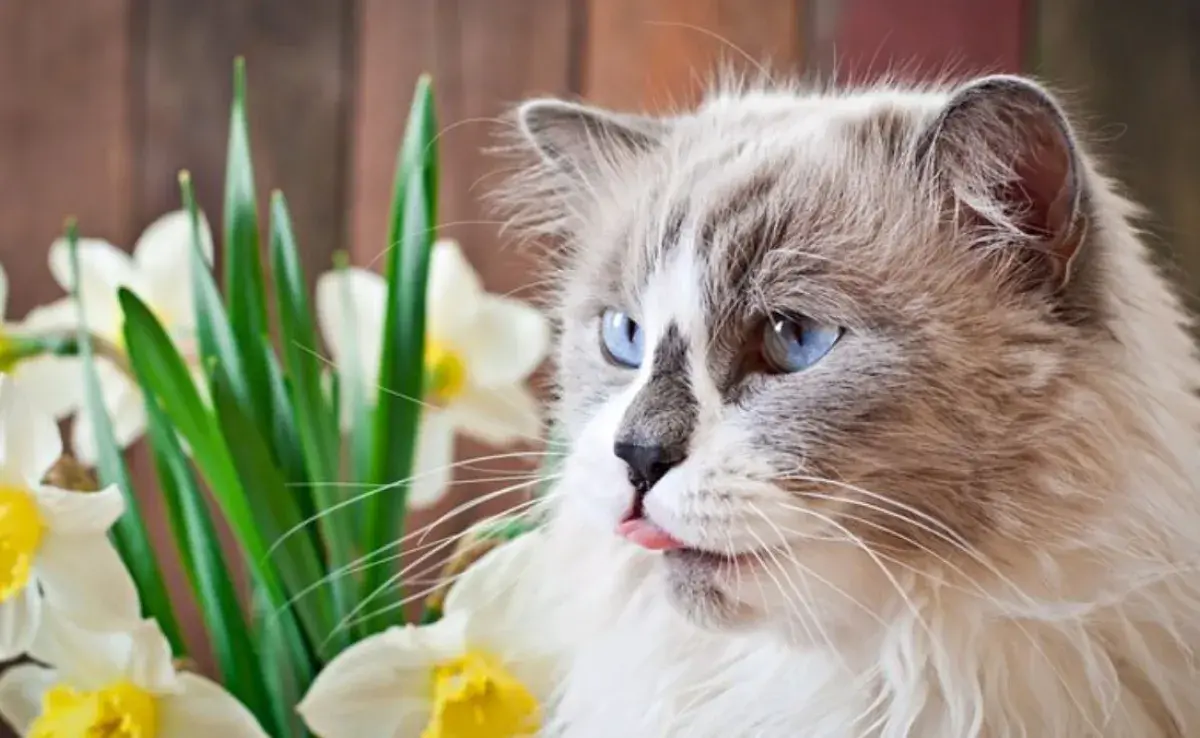 5 plantas que relajan a tu gato y puedes tener en casa
