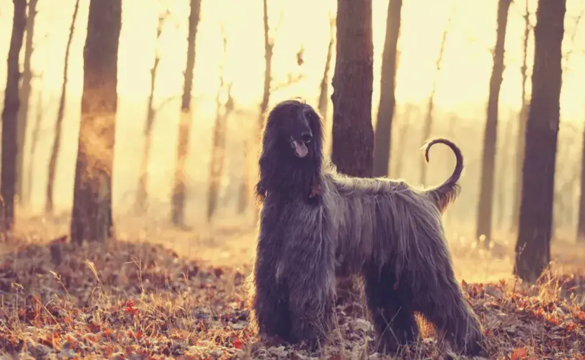 Los Balkh son perros que confían en sus instintos