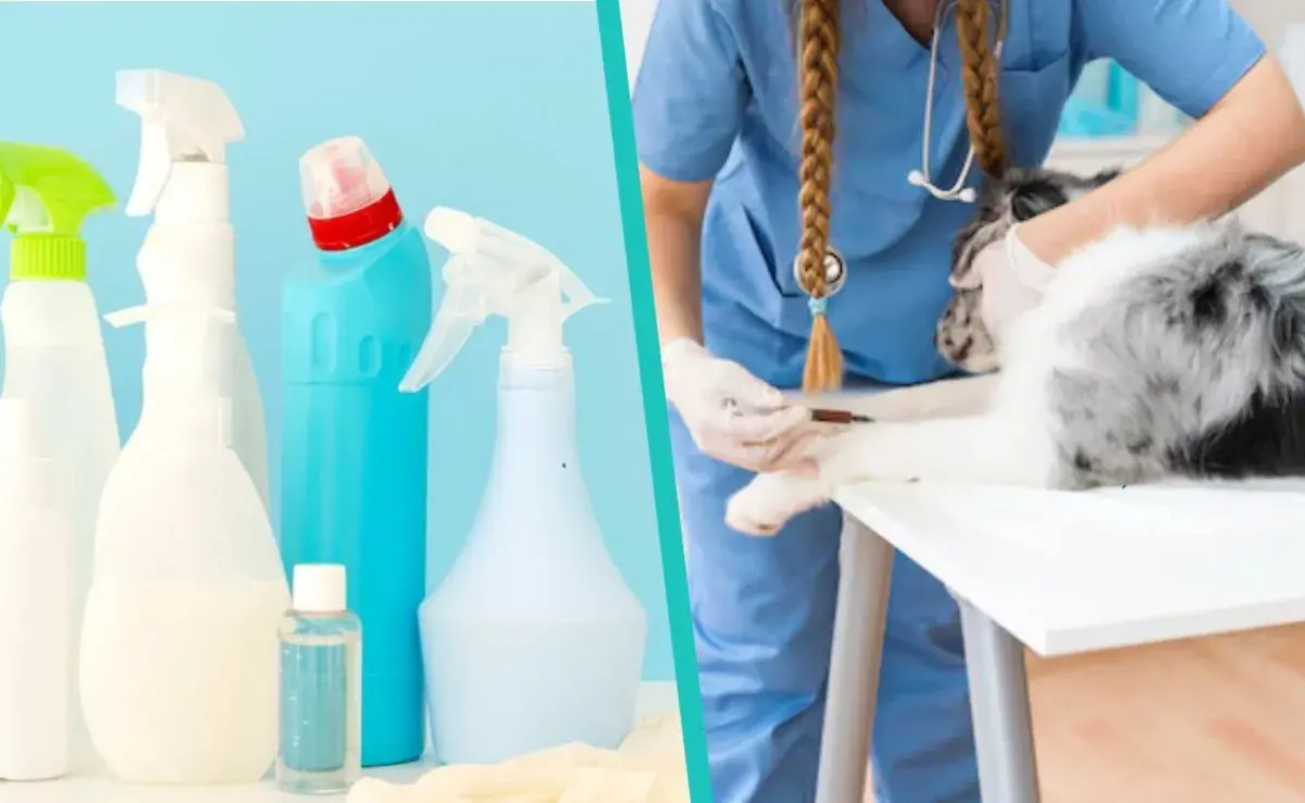 5 productos de limpieza que son potencialmente peligrosos para perros y gatos