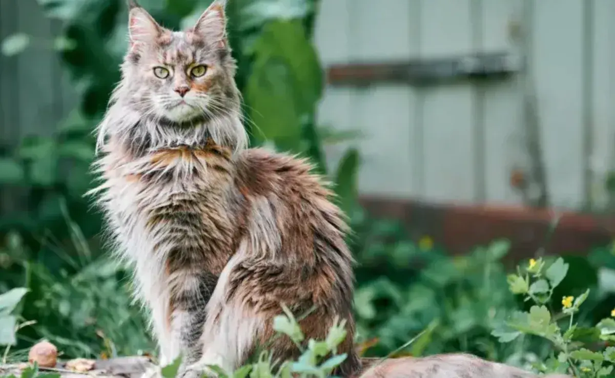 Tipos de enfermedades de Maine Coon