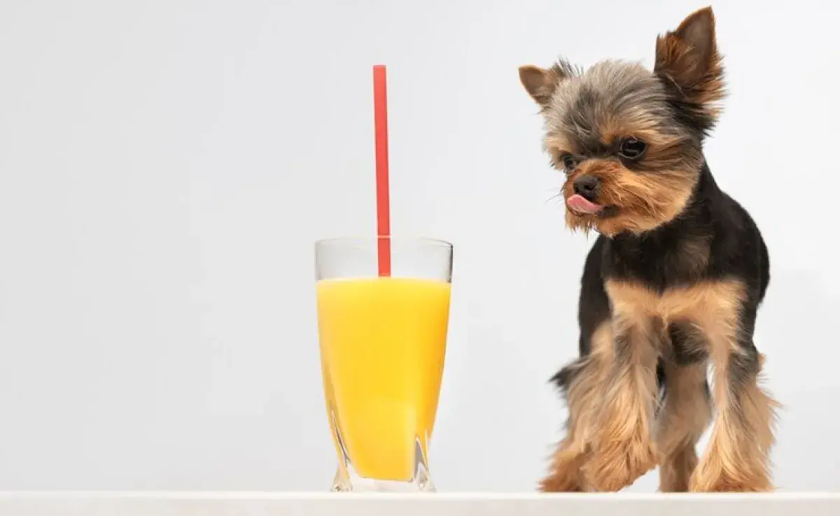 Bebidas para perros hechas en casa