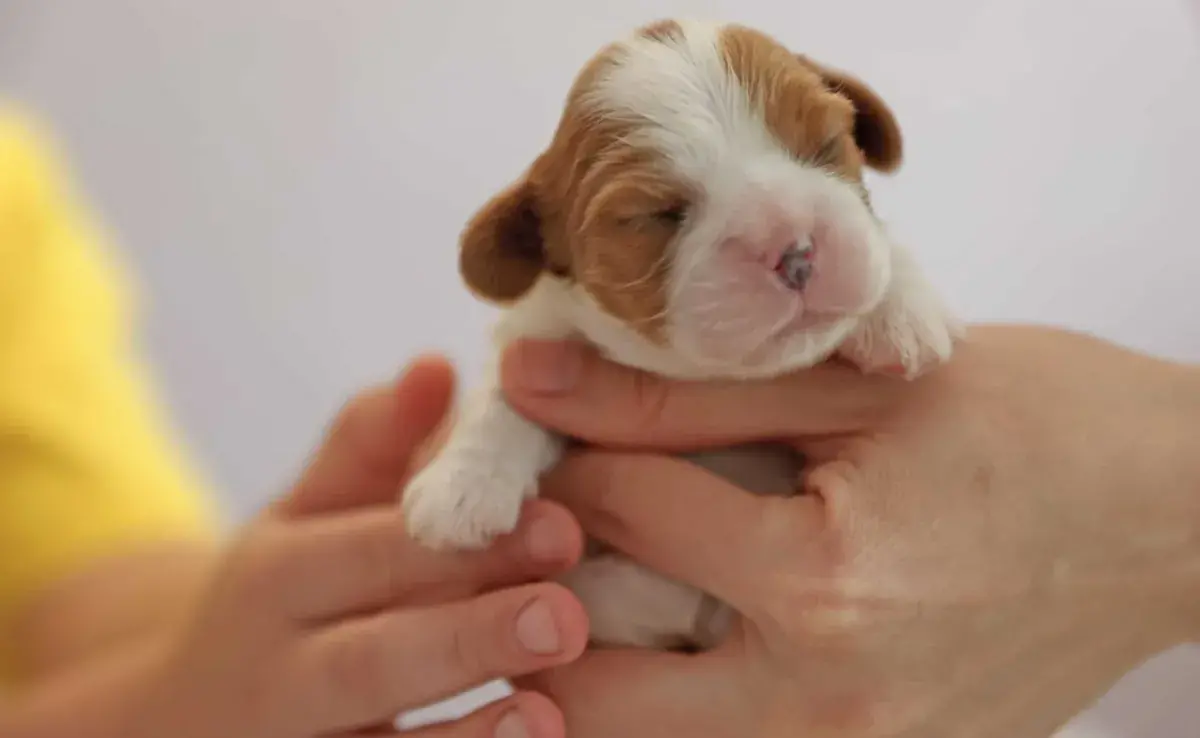 Cachorro recién nacido con los ojos cerrados. Foto: Envato/elenakaretnikova2022
