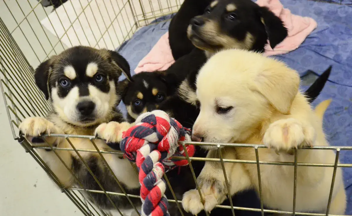 Cómo hacer un corral plegable para perros en casa