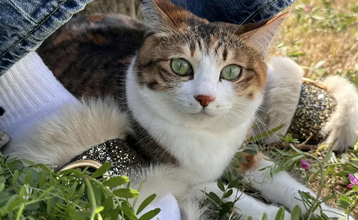Gato en el jardín. Foto: Pexels/ Rin Gakusho