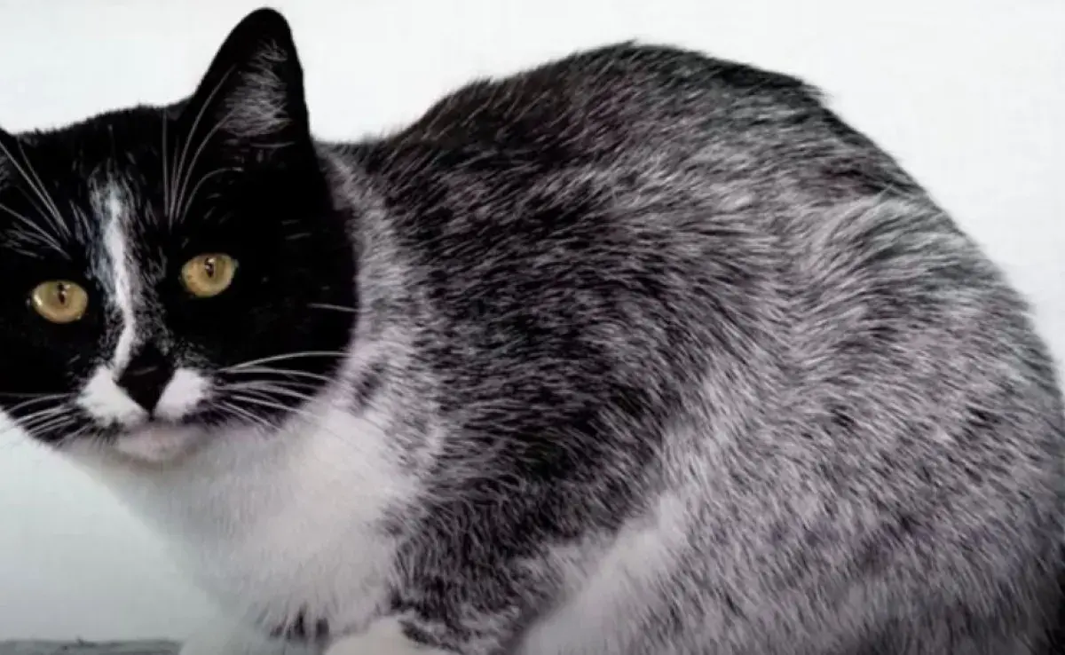 Gato oreo. Foto: X/QHuboMedallo