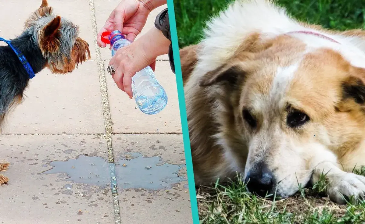 Razas de perros más propensas a sufrir un golpe de calor