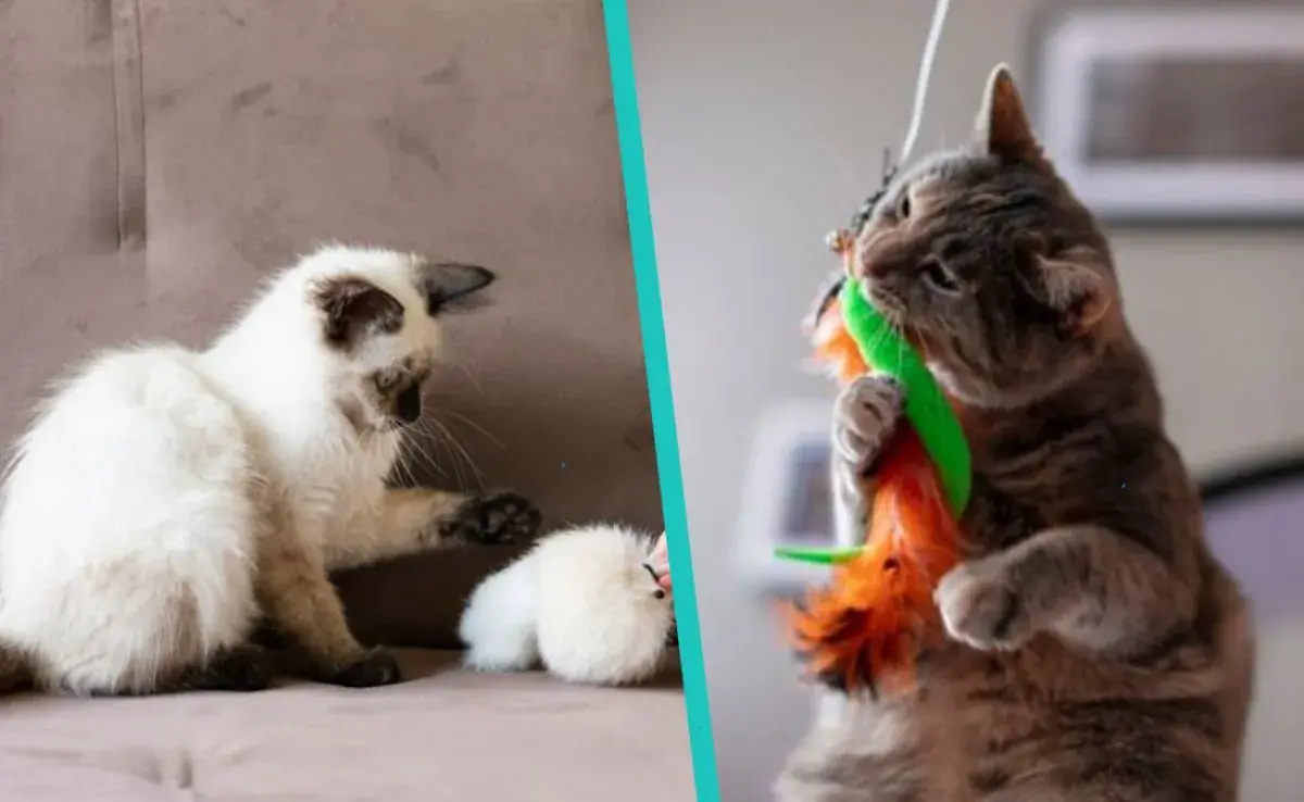 Juguetes caseros para gatos ¡Hazlo tú mismo!