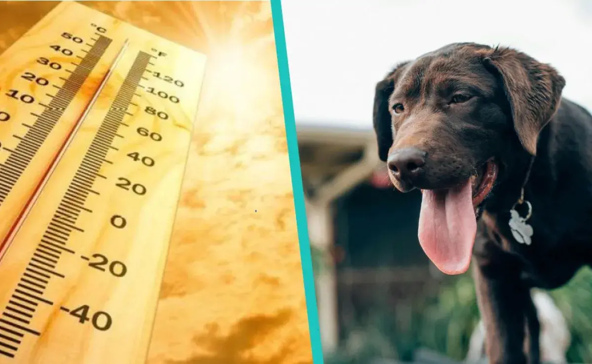 Parásitos por ola de calor, protege a tu perro