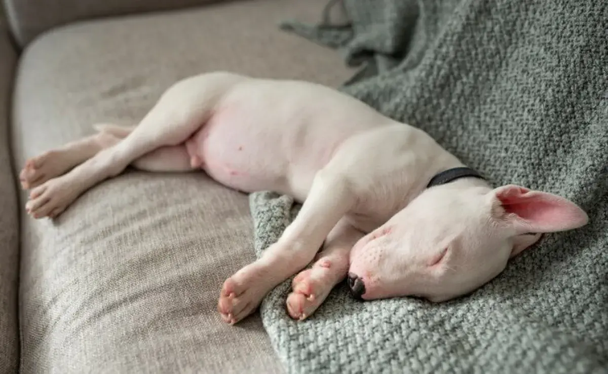 Qué significa soñar con un perro, 8 posibles significados