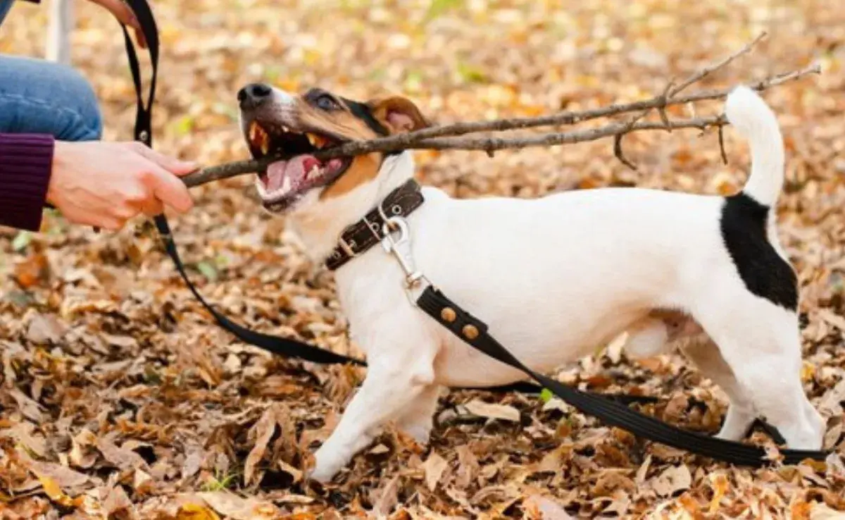 Cómo saber si mi perro es hiperactivo: consejos para educarlo y ayudarle a liberar energía