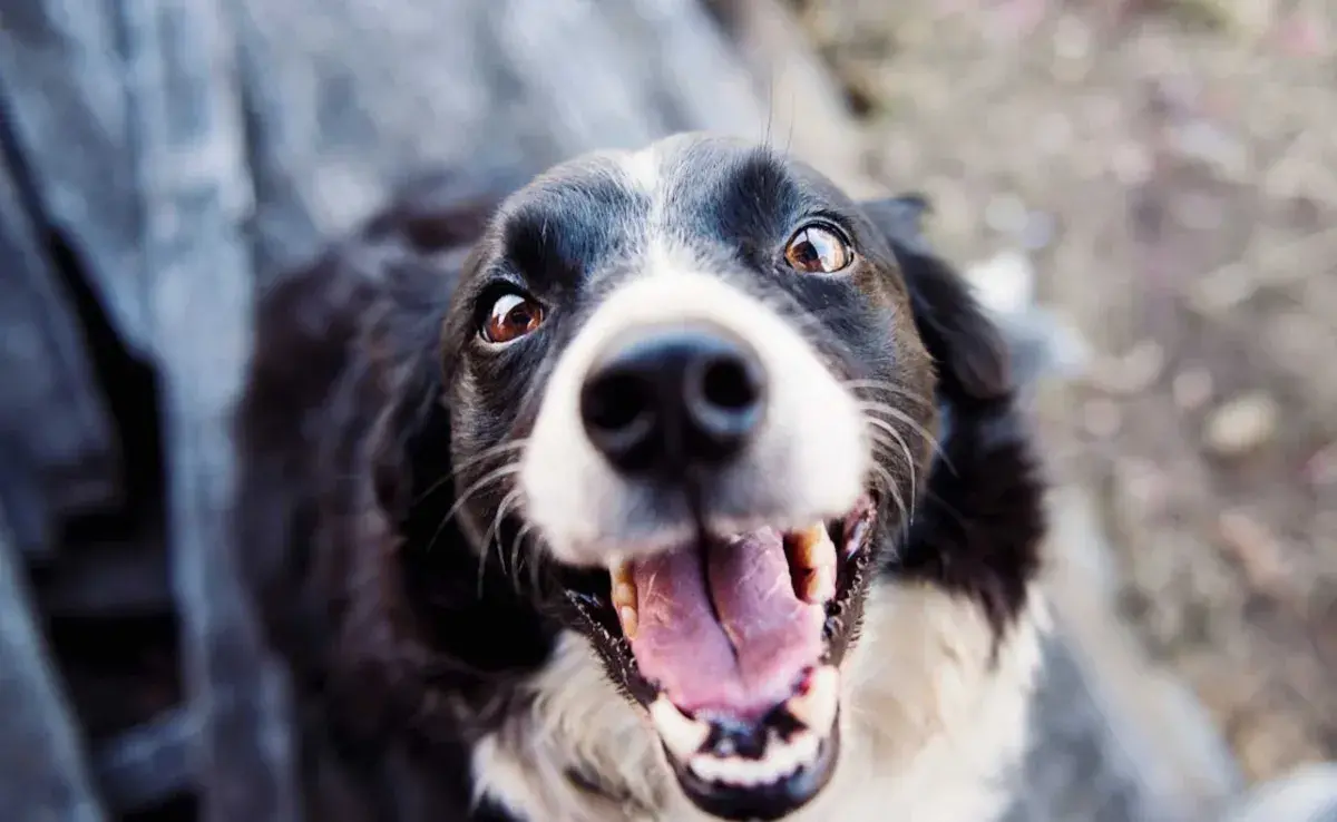 Perro sonriendo. Foto: Pexels/Kat Smith