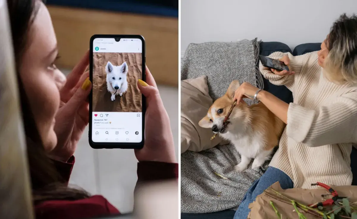 Los perros más seguidos de Instagram. Foto: Pexels