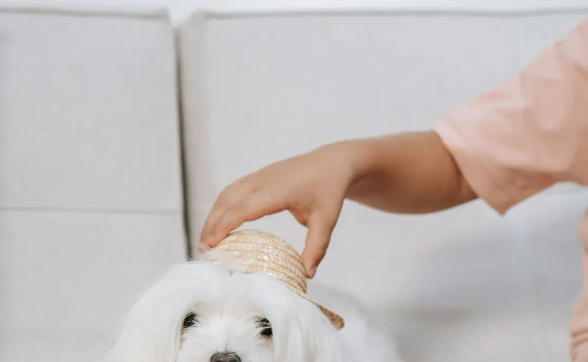 Perro maltés en un sofá.  Foto: Pexels/Katya Wolf 