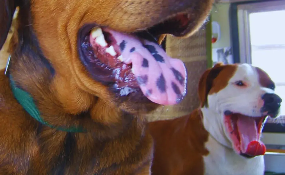 Qué significa el color de la lengua de tu perro