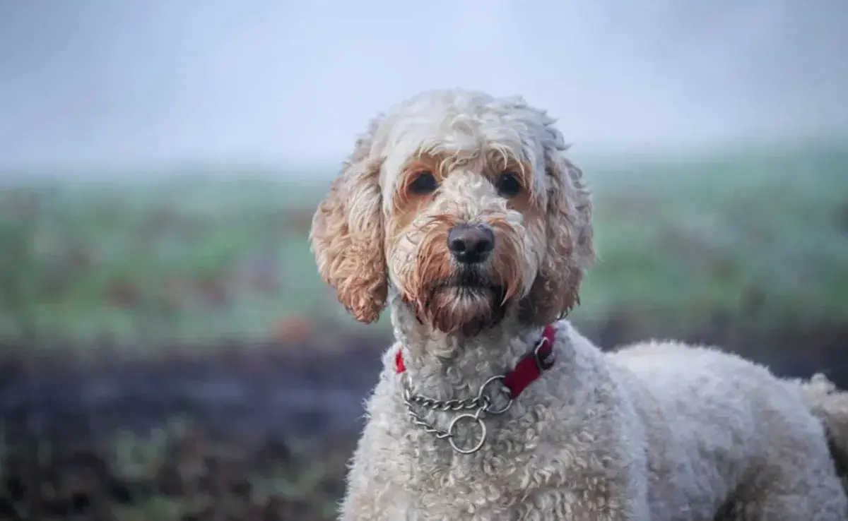 Cruza rara de perro llamada Labgradoodle. Foto: Pexels/Boys in Bristol Photography