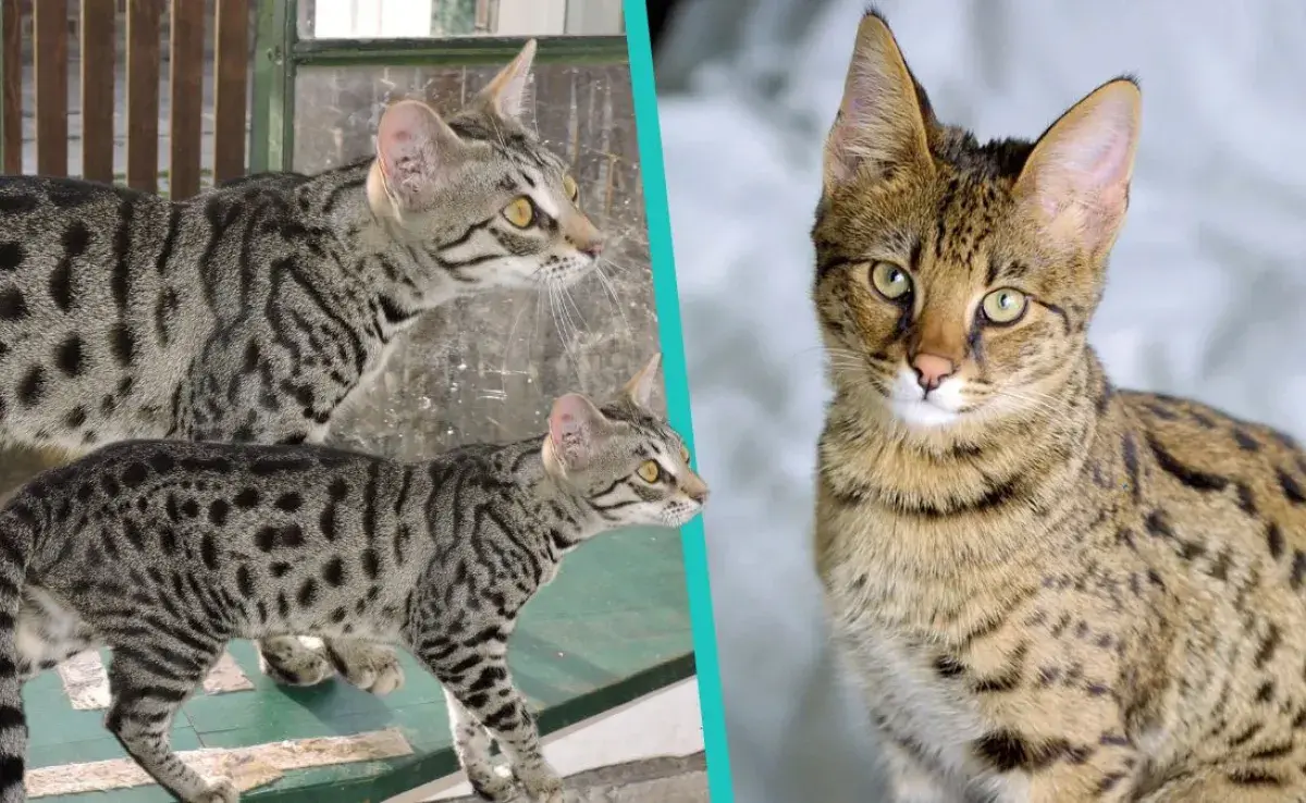 ¿Sabías que hay cinco tipos de gato Savannah? Descubre las diferencias en nuestro artículo.