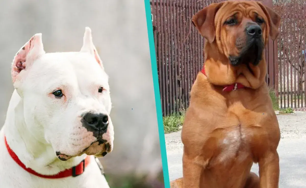 ¿Cuántos tipos de perros Mastín existen?