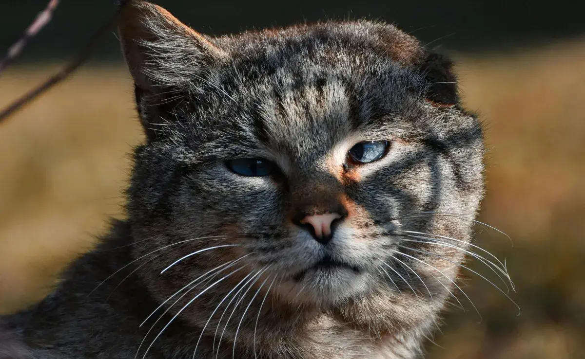 Los gatos pueden perder su oreja por un cáncer. Foto: Pexels/Artem Makarov