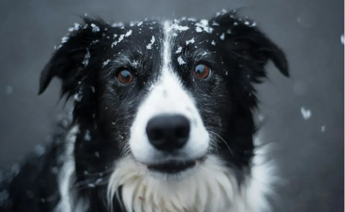 Los perros solo tienen dos tipos de células cono. Foto: Pexels/Alotrobo