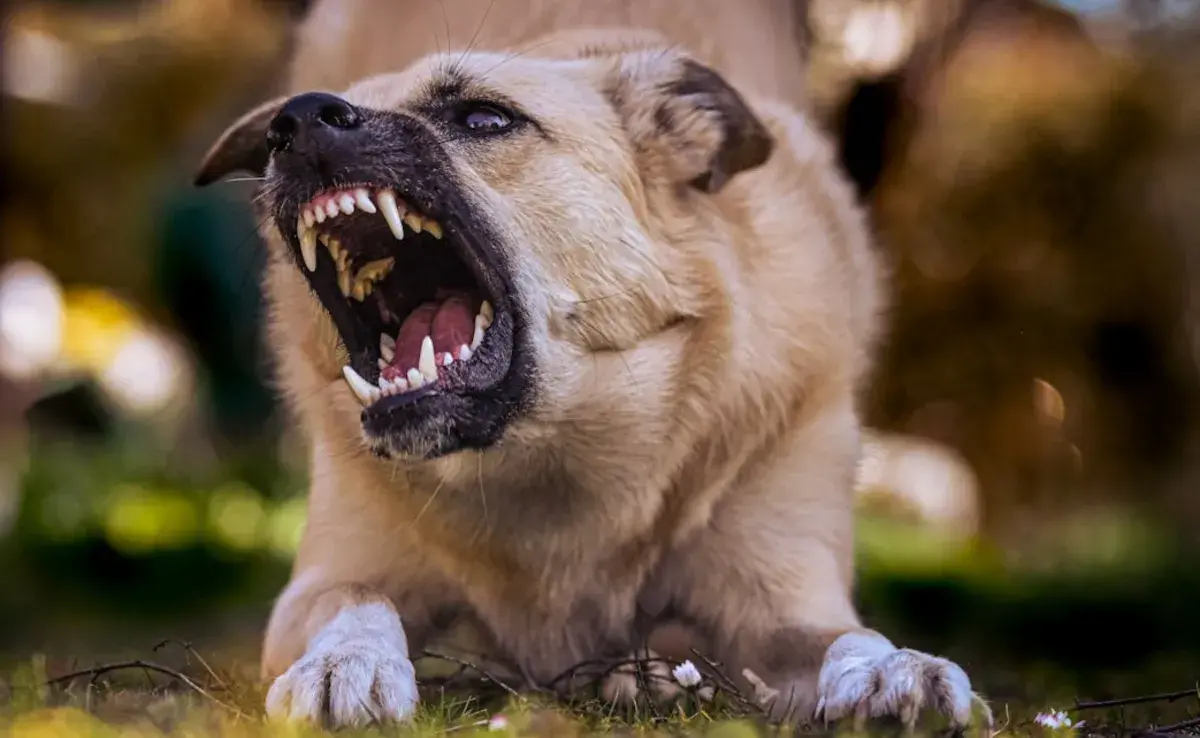 perro-agresivo_0.jpg
