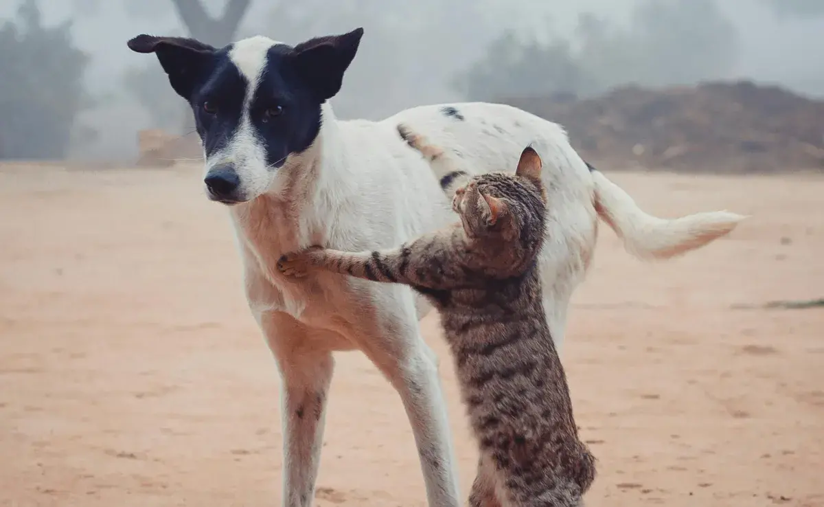 Si decides tener un perro y gato en casa, toma en cuenta el tiempo y el espacio. 