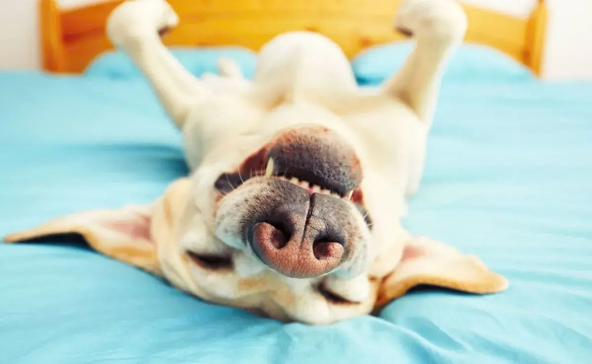 Observar cómo duerme tu perro puede darte pistas valiosas sobre su salud