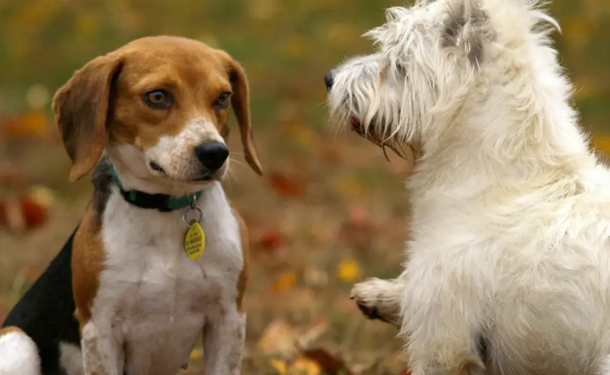 Los perros pueden temblar por miedo y estrés. 