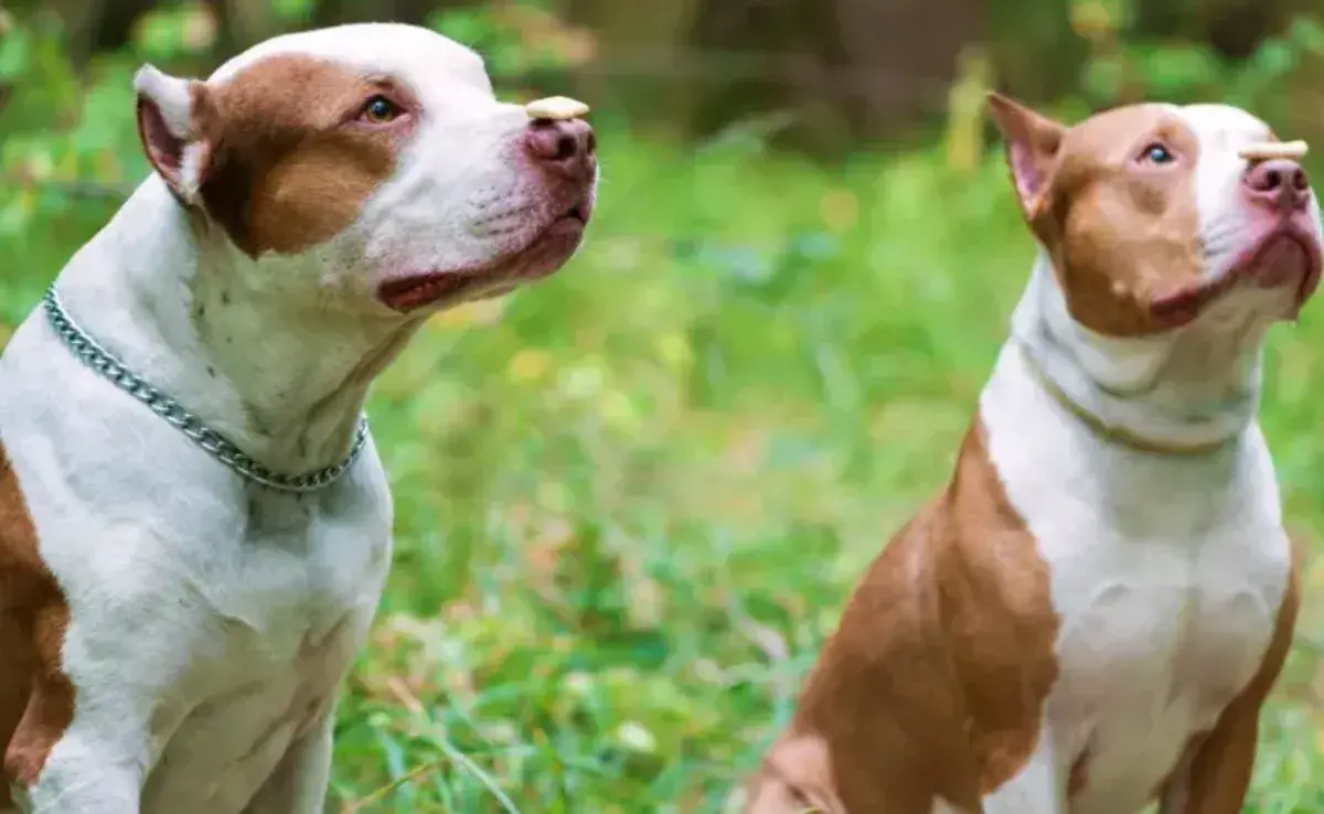Cuántos tipos de Pitbull existen
