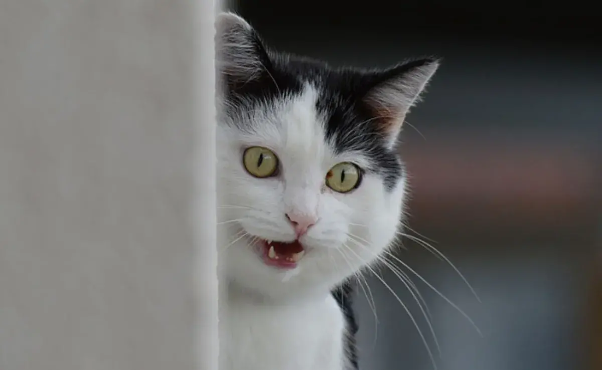 ¡Increíbles datos curiosos de los gatos que no te puedes perder!