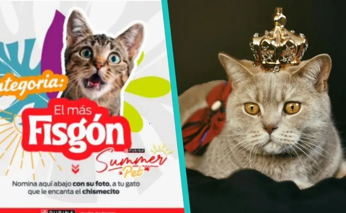 Celebra el Día del Gato compartiendo sus mejores fotos en el SummerPet