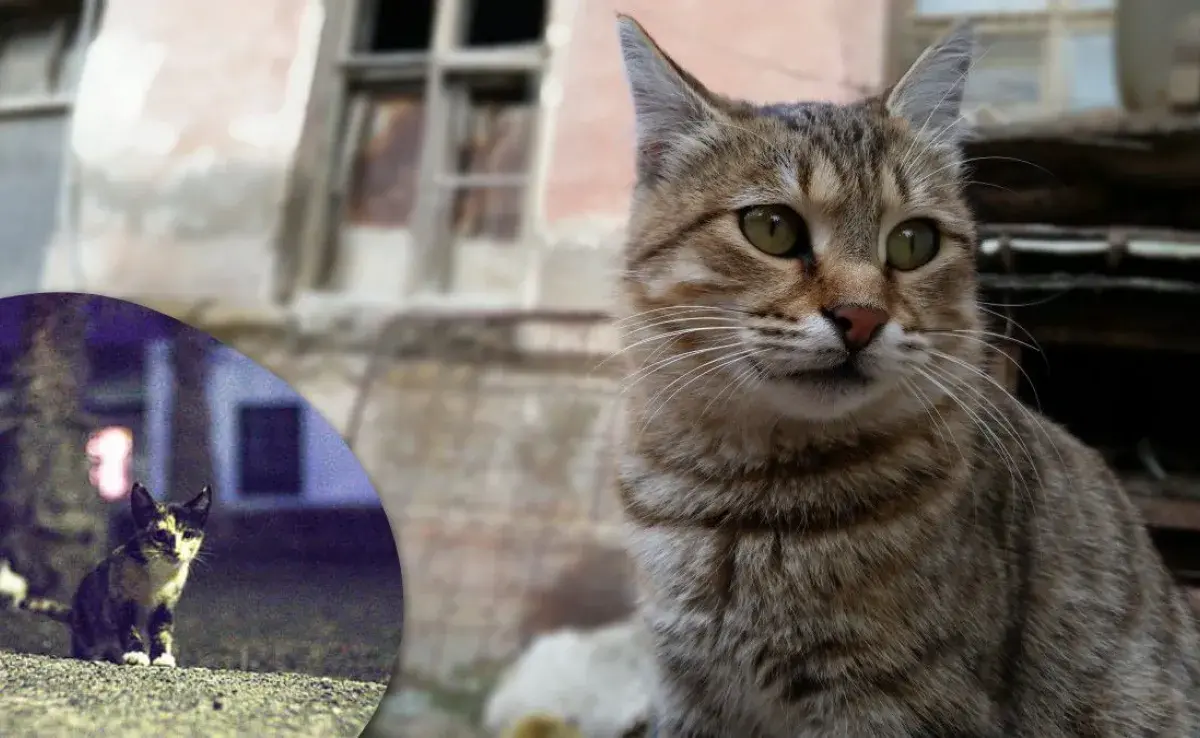 ¿Gatos escapan de casa? Cuántos días esperar antes de preocuparte.