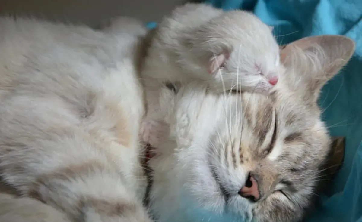 Cuántos gatos puede tener una gata embarazada