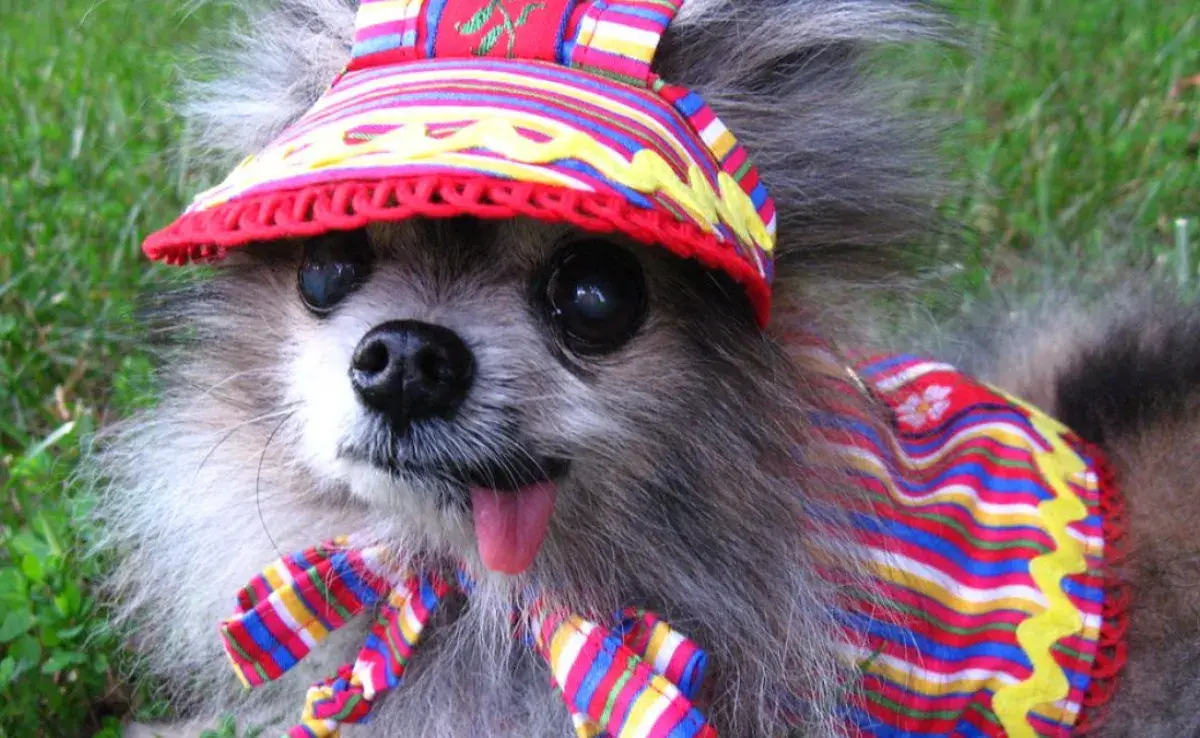 Ideas  de atuendos para mantener a tu perro fresco y con estilo durante el calor