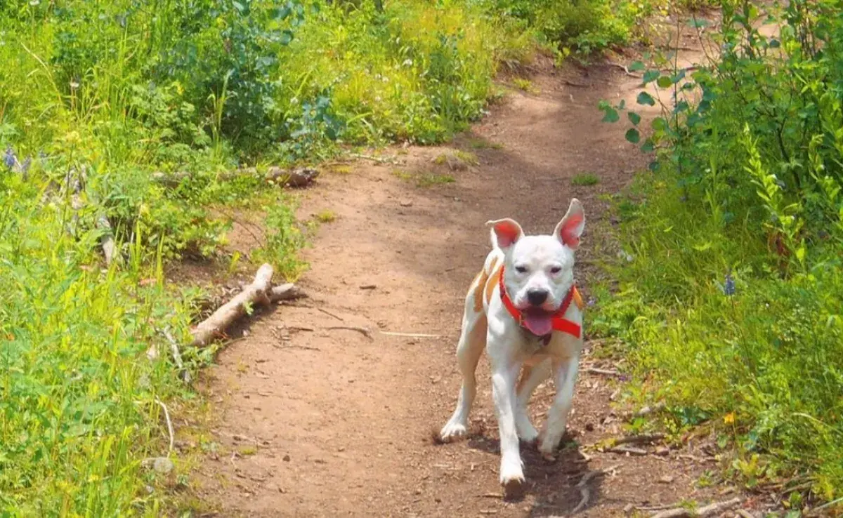 Plan de fin de semana con perros: ¡Diversión al aire libre con amigos!