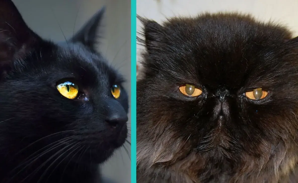 Estas son las razas de gatos negros que existen 