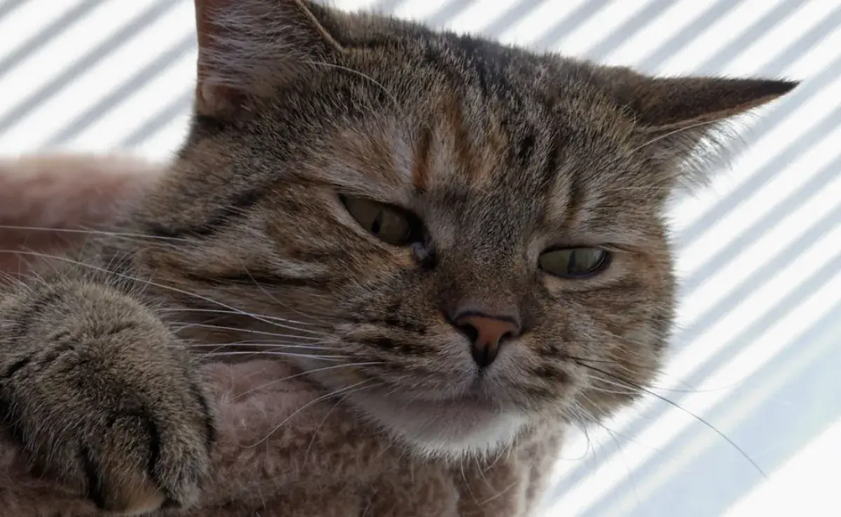 Los gatos también pueden sentir la pérdida de otros animales