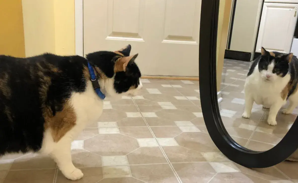 ¿Por qué los gatos se asustan al verse en el espejo?