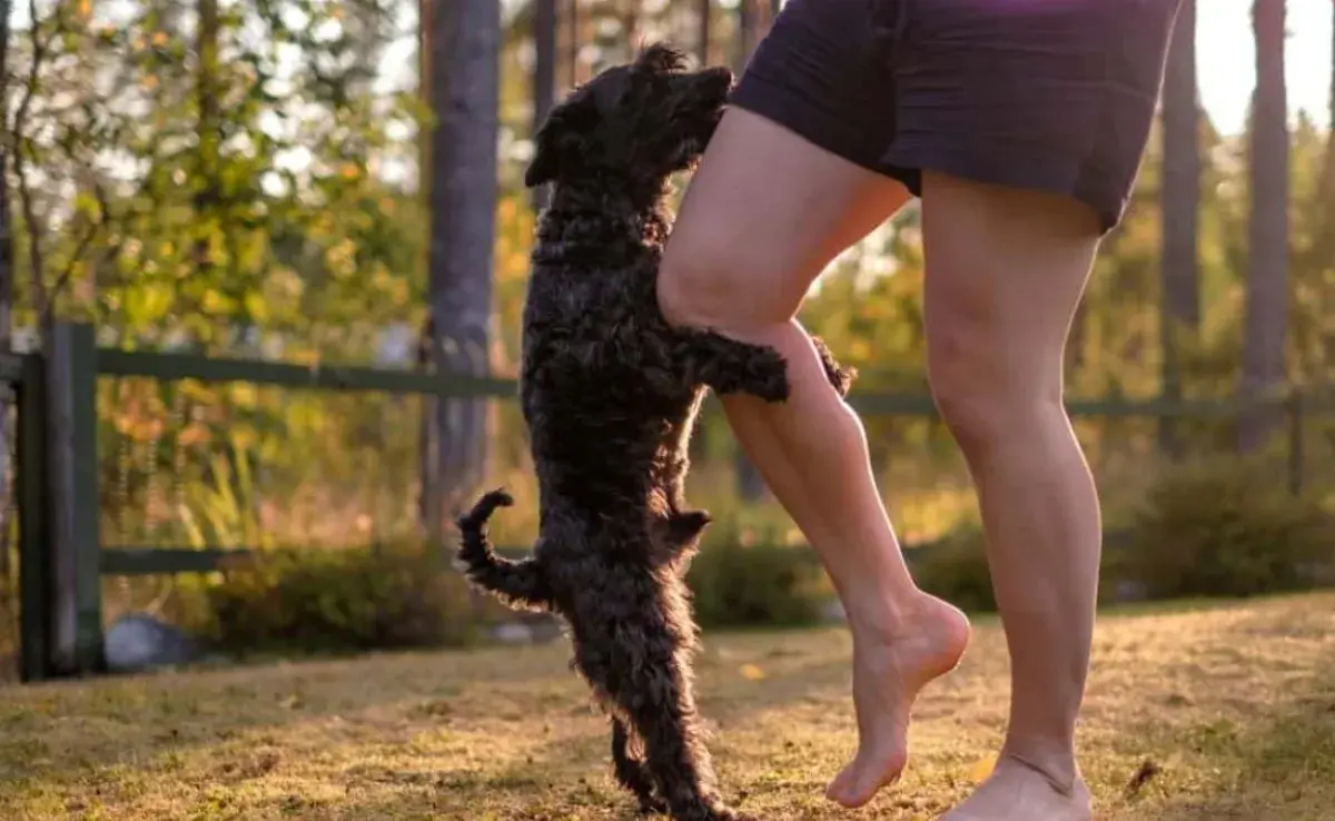 ¿Por qué los perros montan tu pierna? Descúbrelo aquí
