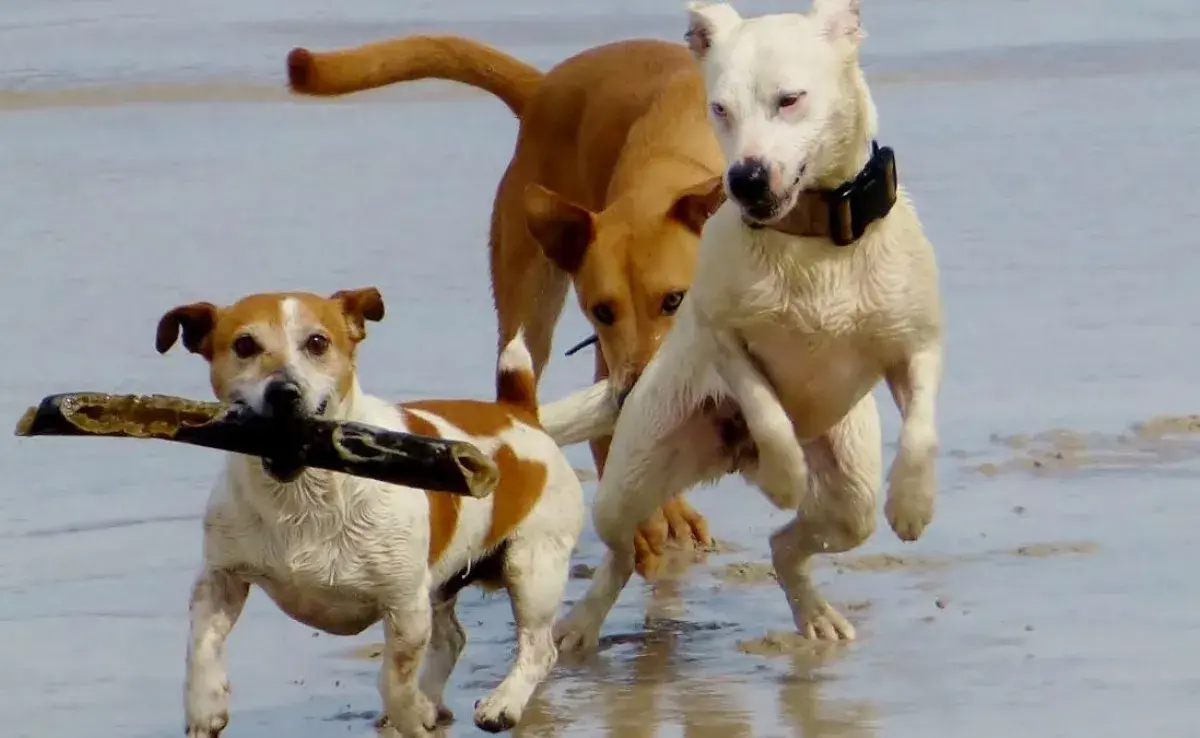 Top 3 de actividades para tu perro un fin de semana