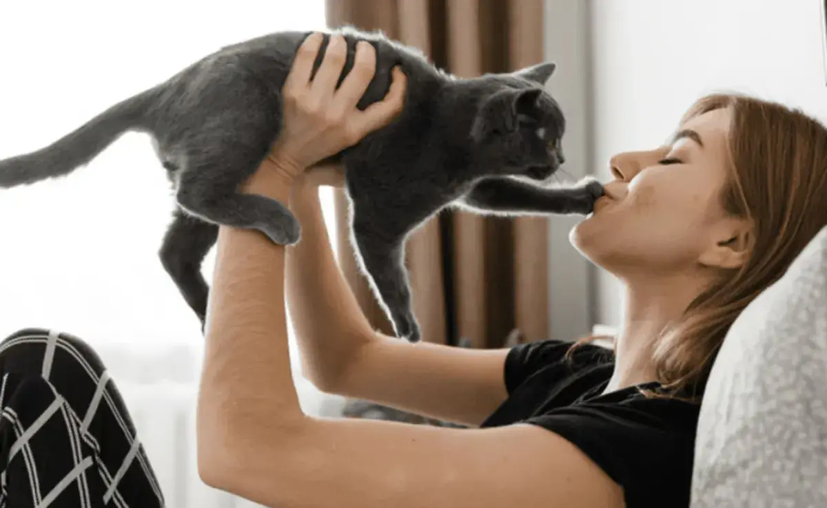 A pesar de los hallazgos sobre el apego, es cierto que la comida es un poderoso motivador para los gatos.