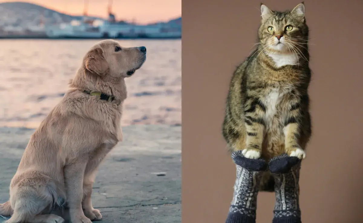 Los perros tienen su gravedad más alto que los perros.